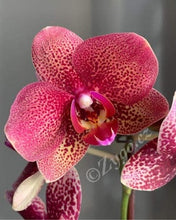 Lade das Bild in den Galerie-Viewer, Phalaenopsis Toulon, Asiatischer Drache RABATT
