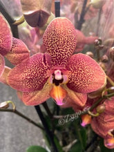 Lade das Bild in den Galerie-Viewer, Phalaenopsis Toulon, Asiatischer Drache RABATT
