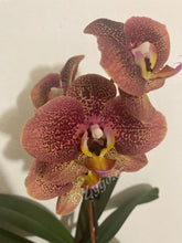 Lade das Bild in den Galerie-Viewer, Phalaenopsis Toulon, Asiatischer Drache RABATT
