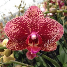 Lade das Bild in den Galerie-Viewer, Phalaenopsis Toulon, Asiatischer Drache RABATT
