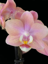 Načíst obrázek do prohlížeče Galerie, Phalaenopsis multiflora Odorion Perfume
