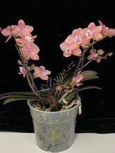 Načíst obrázek do prohlížeče Galerie, Phalaenopsis multiflora Odorion Perfume
