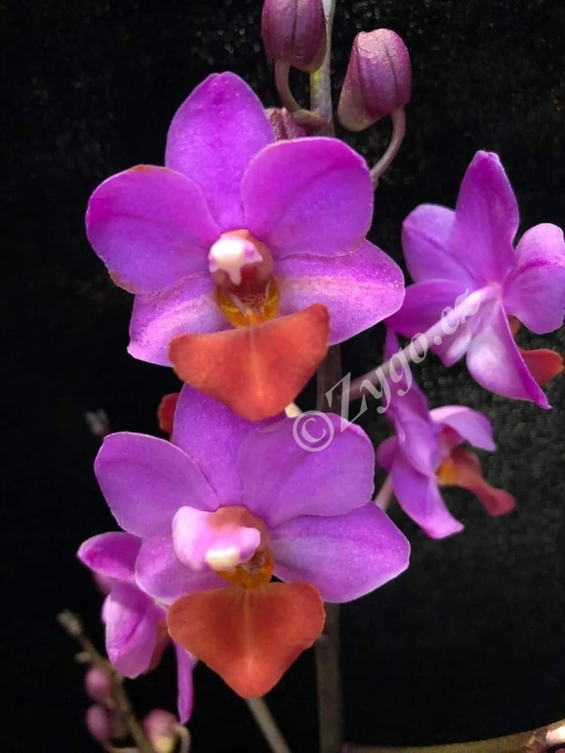 Phalaenopsis mtf. Table Mystery. Phal Lius Berry Trinity - SLEVA
