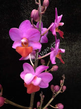 Načíst obrázek do prohlížeče Galerie, Phalaenopsis mtf. Table Mystery. Phal Lius Berry Trinity - SLEVA
