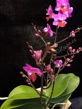 Načíst obrázek do prohlížeče Galerie, Phalaenopsis mtf. Table Mystery. Phal Lius Berry Trinity - SLEVA
