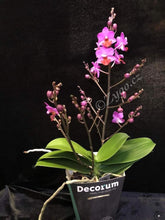 Načíst obrázek do prohlížeče Galerie, Phalaenopsis mtf. Table Mystery. Phal Lius Berry Trinity - SLEVA
