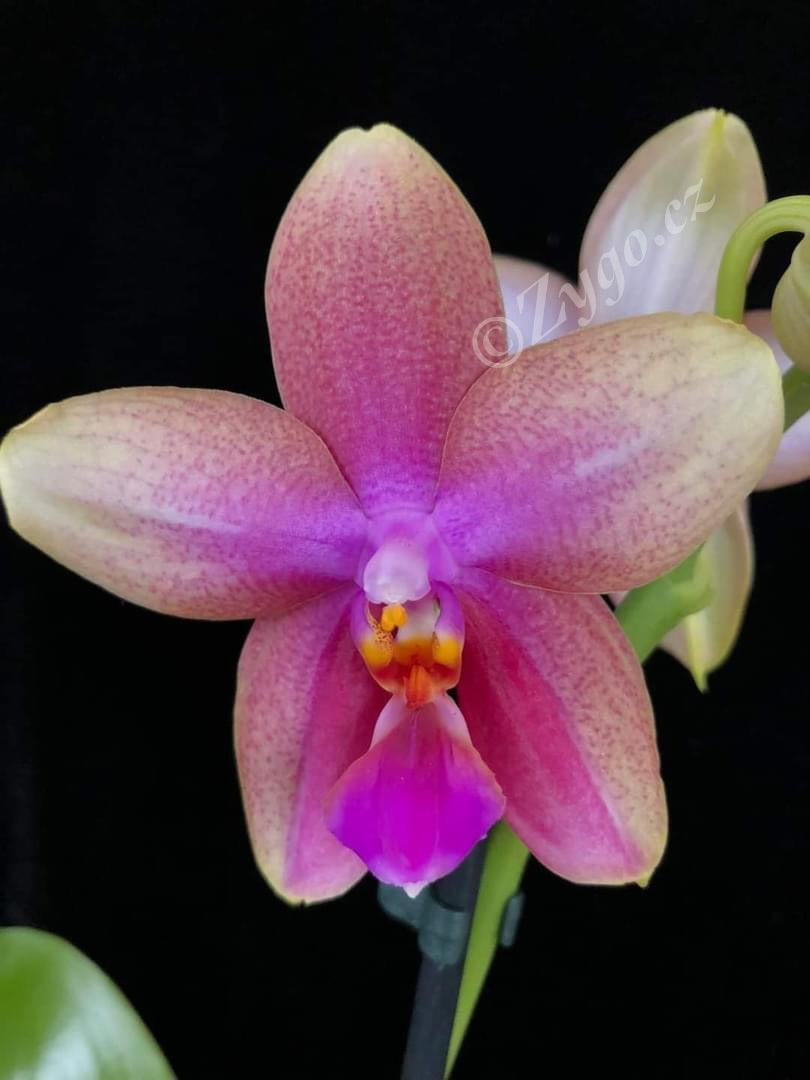 Phalaenopsis Liodoro / Sweet Memory