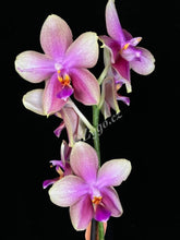 Načíst obrázek do prohlížeče Galerie, Phalaenopsis Liodoro / Sweet Memory
