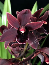 Lade das Bild in den Galerie-Viewer, Cymbidium Cali Night {Dark To Black} AUF BESTELLUNG – VERFÜGBAR NACH DEM 27.3.!!!
