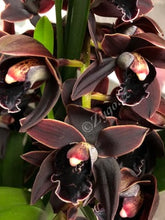 Lade das Bild in den Galerie-Viewer, Cymbidium Cali Night {Dark To Black} AUF BESTELLUNG – VERFÜGBAR NACH DEM 27.3.!!!
