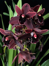Lade das Bild in den Galerie-Viewer, Cymbidium Cali Night {Dark To Black} AUF BESTELLUNG – VERFÜGBAR NACH DEM 27.3.!!!
