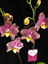 Načíst obrázek do prohlížeče Galerie, Phalaenopsis Pinyf / Flash - SLEVA
