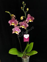 Načíst obrázek do prohlížeče Galerie, Phalaenopsis Pinyf / Flash - SLEVA
