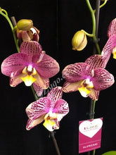 Načíst obrázek do prohlížeče Galerie, Phalaenopsis Pinyf / Flash - SLEVA
