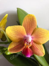Načíst obrázek do prohlížeče Galerie, Phalaenopsis mtf. Drops of the Sun / Naranja Perfume
