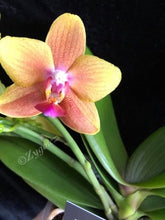 Načíst obrázek do prohlížeče Galerie, Phalaenopsis mtf. Drops of the Sun / Naranja Perfume
