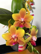 Načíst obrázek do prohlížeče Galerie, Phalaenopsis mtf. Drops of the Sun / Naranja Perfume
