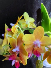Načíst obrázek do prohlížeče Galerie, Phalaenopsis mtf. Drops of the Sun / Naranja Perfume
