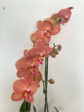 Načíst obrázek do prohlížeče Galerie, Phalaenopsis Papaya SLEVA!
