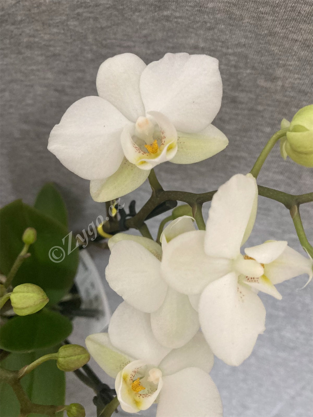 Phalaenopsis mtf. white jungle SLEVA!