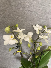 Načíst obrázek do prohlížeče Galerie, Phalaenopsis mtf. white jungle SLEVA!

