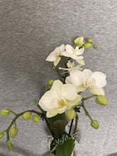 Načíst obrázek do prohlížeče Galerie, Phalaenopsis mtf. white jungle SLEVA!
