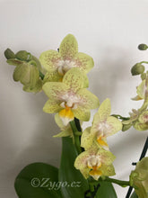 Načíst obrázek do prohlížeče Galerie, Phalaenopsis Suzy perfume - SLEVA
