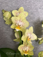 Načíst obrázek do prohlížeče Galerie, Phalaenopsis Suzy perfume - SLEVA
