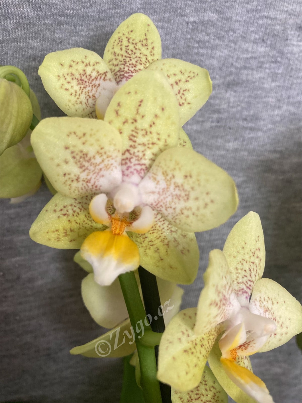 Phalaenopsis Suzy perfume - SLEVA