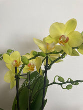 Načíst obrázek do prohlížeče Galerie, Phalaenopsis mtf. Albenga  SLEVA!
