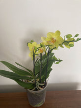 Načíst obrázek do prohlížeče Galerie, Phalaenopsis mtf. Albenga  SLEVA!
