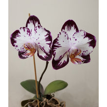 Načíst obrázek do prohlížeče Galerie, Phal. Ever Spring Prince-Dancing Girl 9327
