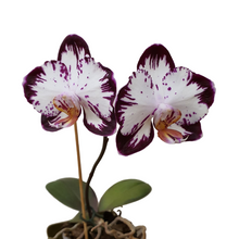 Načíst obrázek do prohlížeče Galerie, Phal. Ever Spring Prince-Dancing Girl 9327
