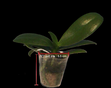 Načíst obrázek do prohlížeče Galerie, Dtps. Little Gem Stripes &#39;Cat King&#39; - Phal. Little Flash {883}
