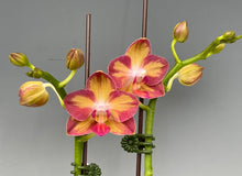 Lade das Bild in den Galerie-Viewer, Phalaenopsis.Tying Shin Smart
