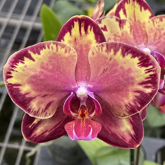 Phalaenopsis Fire Dreams {N75259}