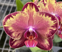 Načíst obrázek do prohlížeče Galerie, Phal. Fire Dreams Mini květináč
