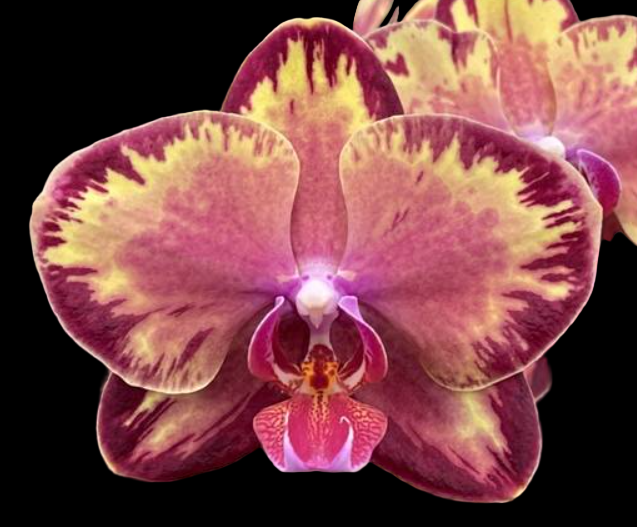 Phal. Fire Dreams Mini květináč