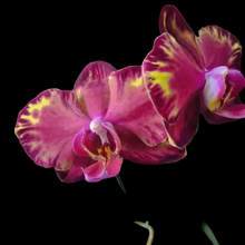 Načíst obrázek do prohlížeče Galerie, Phal. Fire Dreams Mini květináč
