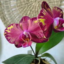 Načíst obrázek do prohlížeče Galerie, Phal. Fire Dreams Mini květináč
