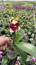Načíst obrázek do prohlížeče Galerie, Phalaenopsis Donauwelle Limitka , Catania SLEVA

