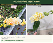 Lade das Bild in den Galerie-Viewer, Phal. Yaphon Golden Leopard
