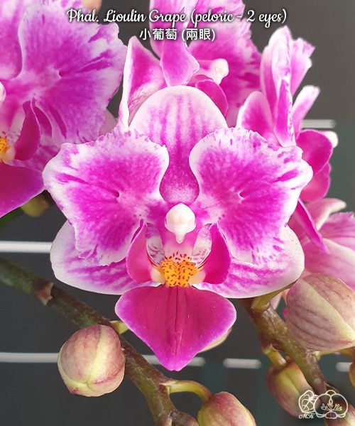 Phal. Lioulin Grape (peloric - 2 eyes)