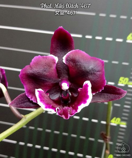 Phalaenopsis Miki Witch '467' -  velké květy 9cm  {B41}