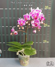 Načíst obrázek do prohlížeče Galerie, Phal. Lioulin Grape (peloric - 2 eyes)
