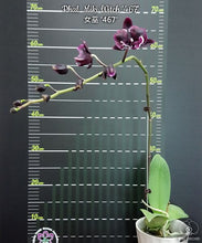 Načíst obrázek do prohlížeče Galerie, Phalaenopsis Miki Witch &#39;467&#39; -  velké květy 9cm  {B41}
