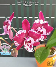Načíst obrázek do prohlížeče Galerie, Phal. SKB Black Lace Dark
