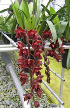 Lade das Bild in den Galerie-Viewer, 3 Cymbidium Black bundle
