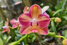 Lade das Bild in den Galerie-Viewer, Phalaenopsis.Tying Shin Smart

