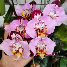 Načíst obrázek do prohlížeče Galerie, Phalaenopsis Fangmei Black Piano Exclusiv
